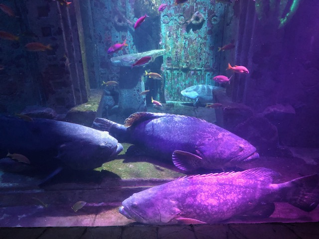 A group of fish in an aquarium with purple lighting.