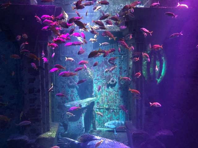 A large aquarium filled with lots of fish.